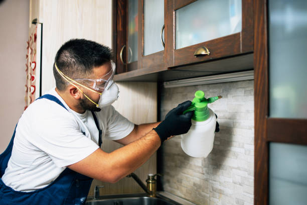 Wasp Removal Services in Saybrook On The Lake, OH
