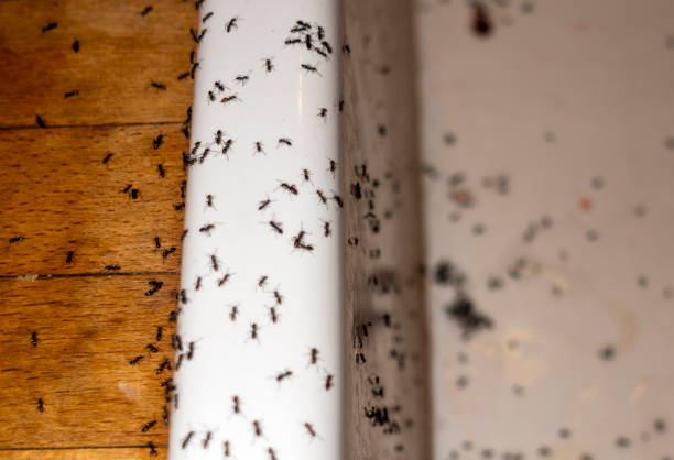 Best Cockroach Control Services  in Saybrook On The Lake, OH