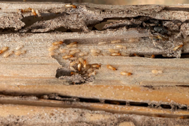 Best Affordable Pest Control Services  in Saybrook On The Lake, OH